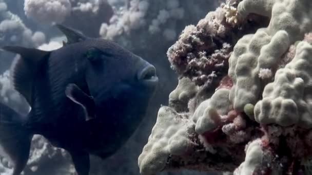 Close Peixe Papagaio Recife Coral Subaquático Fundo Mar Mar Vermelho — Vídeo de Stock