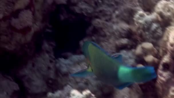 クローズアップ紅海の海底にある海底サンゴ礁でのオウムの魚 紅海には素晴らしいサンゴ礁生態系があります 緑豊かなサンゴの庭 多様な野生動物 美しい海洋生物の本拠地 — ストック動画