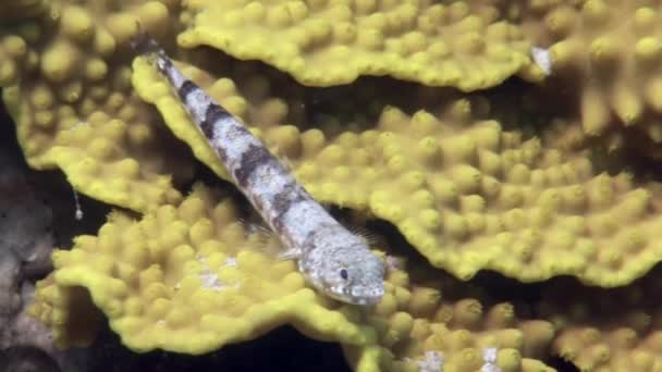 Małe Ryby Paski Podwodnych Żółtych Koralowych Turbinariach Reniformis Morzu Czerwonym — Wideo stockowe