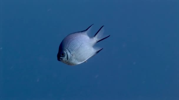 Close Damselfish Chromis Fish Underwater Red Sea Chromis Fish Damselfish — Stock Video