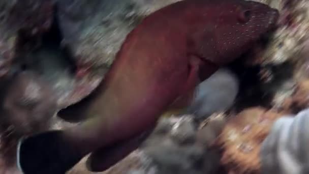 Altındaki Mercanların Arka Planında Yakın Plan Çekilmiş Balıklar Deniz Her — Stok video