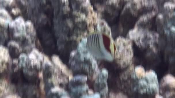 魚クラウン蝶魚海中サンゴ礁でChaetodon Paucifasciatus 紅海の海底での魚蝶 — ストック動画