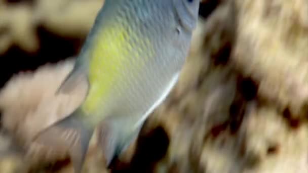 Chromis Fish Pomacentridae Underwater Red Sea Las Damiselas Chromis Son — Vídeos de Stock
