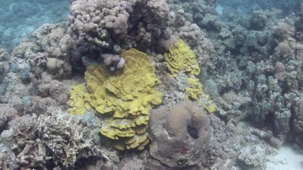 珊瑚是迷人的生物 在海洋世界中发挥着至关重要的作用 珊瑚有各种各样的形状 大小和颜色 使得它们在水族馆中很受欢迎 — 图库视频影像