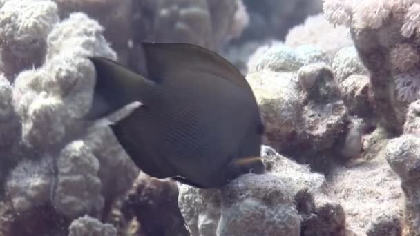 Cirurgião Peixes Ctenochaetus Striatus Peixe Acanthuridae Mar Vermelho Subaquático Incrível — Vídeo de Stock