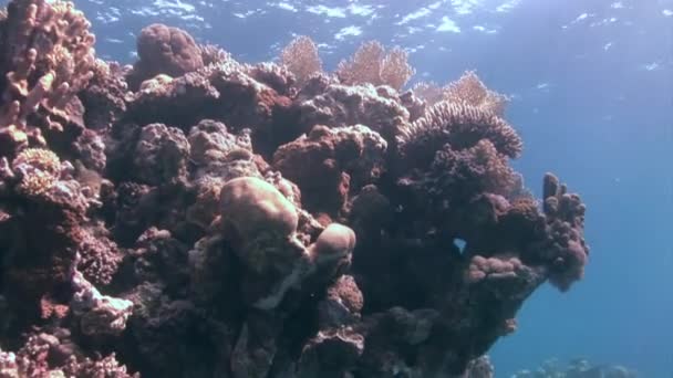Μακρο Κοραλλιογενής Ύφαλος Κοντά Στην Επιφάνεια Του Νερού Στην Υποβρύχια — Αρχείο Βίντεο