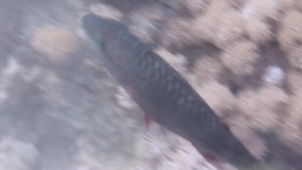 Риба Яскравими Кольорами Під Водою Червоне Море Прилегла Коралової Екосистеми — стокове відео