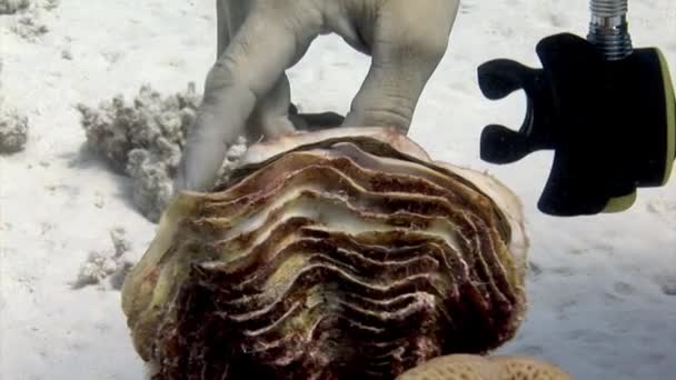 Ανθρώπινο Χέρι Αγγίζει Μύδι Tridacna Υποβρύχια Στην Ερυθρά Θάλασσα Γιγαντιαίο — Αρχείο Βίντεο