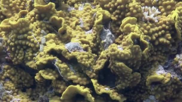 Makrofilm Podwodnych Żółtych Koralowych Turbinariach Reniformis Morzu Czerwonym Zbliżenie Pod — Wideo stockowe