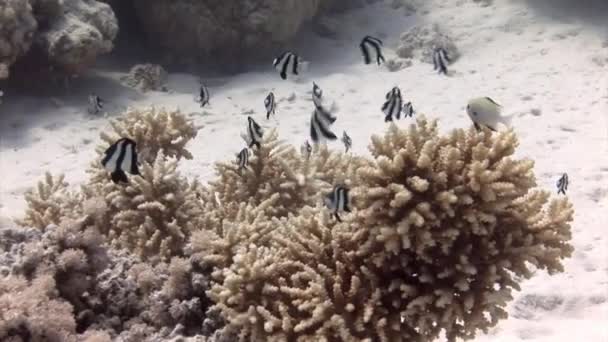 Peixe Listrado Dascyllus Aruanus Coral Subaquático Acropora Microclados Recifes Coral — Vídeo de Stock