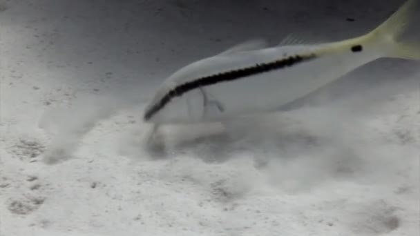 Parupeneus Barberinus Fischt Auf Dem Meeresboden Des Roten Meeres Fisch — Stockvideo