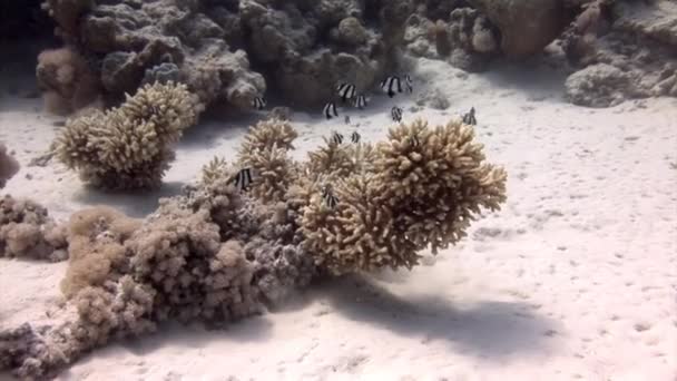 Fish Dascyllus Aruanus Підводних Коралових Мікрокладах Acropora Морському Дні Коралові — стокове відео