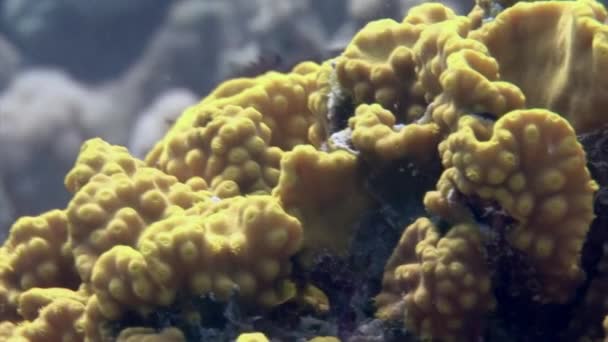 Close Underwater Yellow Coral Turbinaria Reniformis Red Sea Formato Macro — Vídeos de Stock
