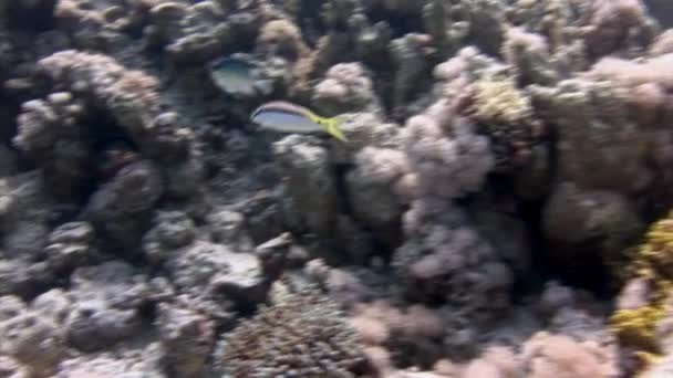 紅海の海底サンゴの上に1つの縞模様のParupeneus Barberinusを持つ魚 魚Parupeneus Barberinusは小さく 家庭用水族館のための人気のある選択です — ストック動画