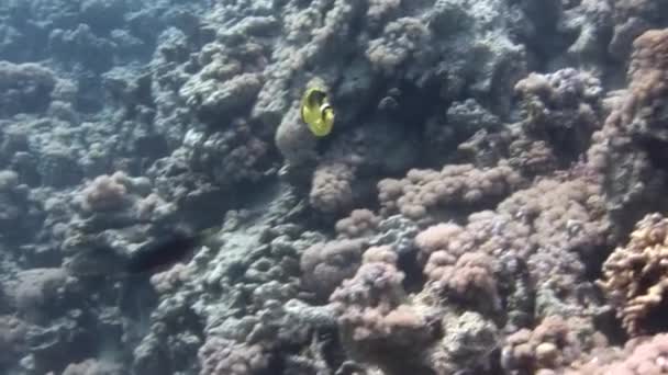 水中紅海の水面近くのマクロビデオサンゴ礁 サンゴ礁は 多くの種類の魚や他の海の生き物の生息地や避難所を提供することによってこれを行う — ストック動画