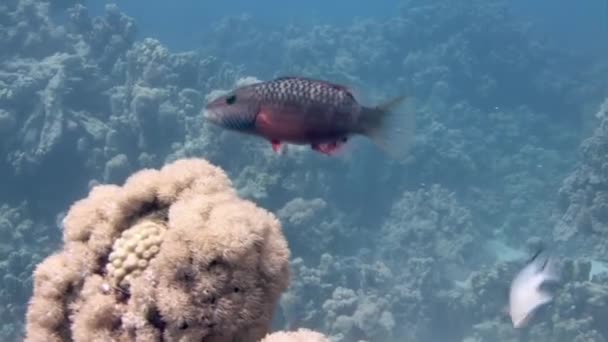 Макро Відеориба Коралових Рифах Підводному Червоному Морі Корали Важливі Здоров — стокове відео