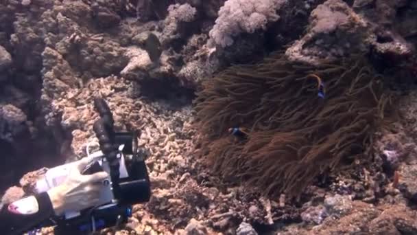 埃及红海 2017年8月27日 与相机手拍摄海葵与鱼在水下珊瑚礁 在红海潜水提供了独特而令人惊叹的经历 — 图库视频影像