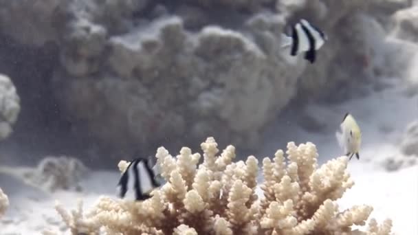 Małe Paski Ryby Dascyllus Aruanus Tle Rafy Koralowej Morza Czerwonego — Wideo stockowe