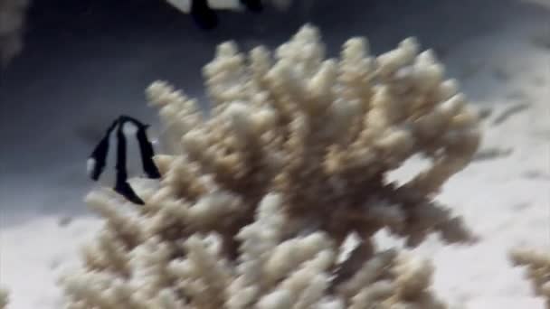 在红海珊瑚礁的背景上 带条纹的鱼大虾 Dascyllus Aruanus 珊瑚通过为许多鱼类和其他海洋生物提供栖息地和栖身之处来做到这一点 — 图库视频影像