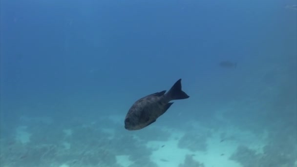 Захватывающее Разнообразие Рыб Привлекательными Цветами Красным Морем Рядом Кораллами Море — стоковое видео