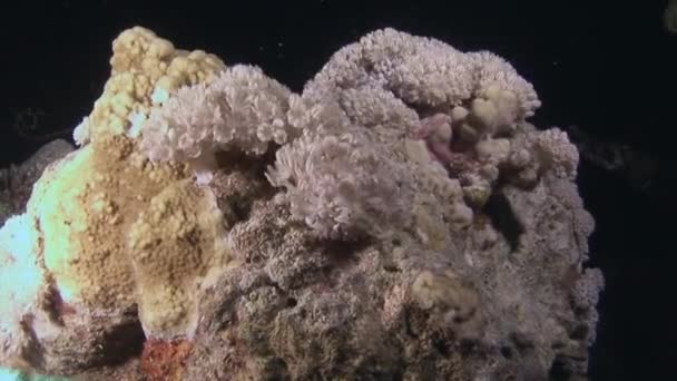 在红海珊瑚礁的水下世界中 克塞尼娅脉动着色尼亚尖峰 Xenia 是一种以脉动运动为特征的珊瑚 — 图库视频影像
