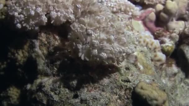 Xenia Вид Кораллов Который Характеризуется Пульсирующими Движениями Отличает Ксению Друг — стоковое видео