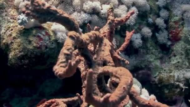 Onderwater Koraalrif Rode Zee Koralen Zijn Verschillende Vormen Maten Kleuren — Stockvideo