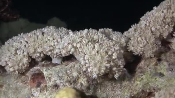 Koralowy Ksenia Pulsujący Xenia Rafie Koralowej Dnie Morza Morza Czerwonego — Wideo stockowe