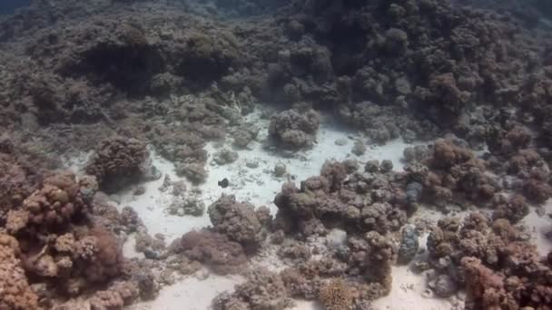 Liten Gruppe Fisk Undervannsskjær Rødehavet Koraller Kommer Ulike Former Størrelser – stockvideo