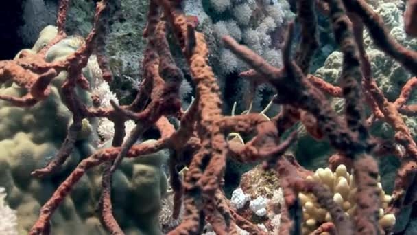 Μικρή Ομάδα Ψαριών Στα Κοράλλια Της Ερυθράς Θάλασσας Κοράλλια Έρχονται — Αρχείο Βίντεο