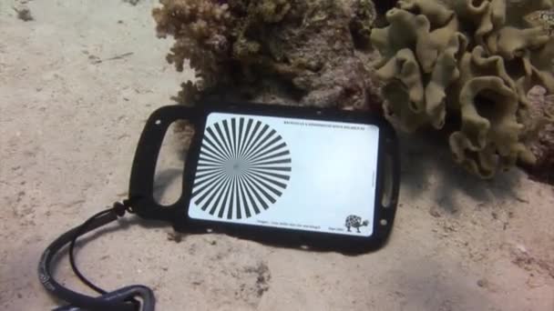 Morze Czerwone Egipt Sierpnia 2017 Monitor Profesjonalnego Sprzętu Wideo Podwodnej — Wideo stockowe