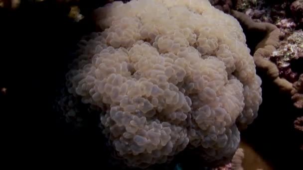 Бульбашковий Корал Plerogyra Червоному Морі Бульбашковий Корал Через Його Характерні — стокове відео