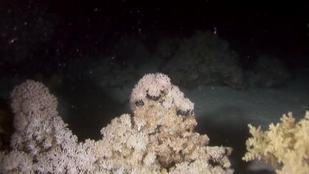 Koralowa Ksenia Pulsująca Xenia Podwodnej Rafie Koralowej Morzu Czerwonym Xenia — Wideo stockowe