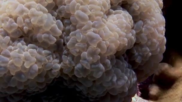 珊瑚Plerogyra Sinuosa Jelly ニダリア紅海の種のような 泡状のサンゴは 特徴的で流動性に富んだ泡が柔らかく ごつごつした外観を与えます — ストック動画