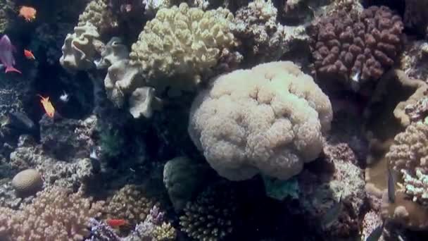 在红海的珊瑚礁上 泡沫珊瑚Plerogyra Jelly Cnidaria 它通常被称为 泡状珊瑚 因为它独特的充满液体的气泡使它具有柔软的橡胶状外观 — 图库视频影像
