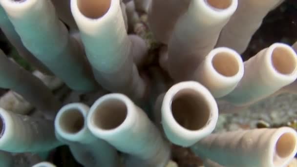 紅海の海底にあるサンゴ礁上のクローズアップチューブ状のサンゴ チューブ サンゴ マクロ 紅海のサンゴ礁は 世界で最も美しく多様な生態系の一部です — ストック動画