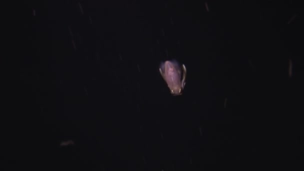 갑오징어 배경으로 익살스럽고 우스꽝 스러운 오징어 놀라운 동물의 — 비디오