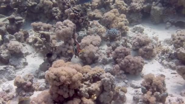 Ryby Rafie Koralowej Pobliżu Wody Dnie Morskim Podwodnym Morzu Czerwonym — Wideo stockowe