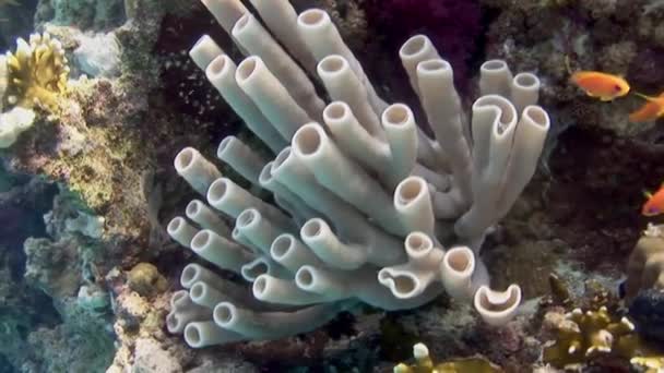 红海珊瑚礁上的管状珊瑚特写管状珊瑚宏观 红海的珊瑚礁是世界上一些最美丽 最多样的生态系统 — 图库视频影像