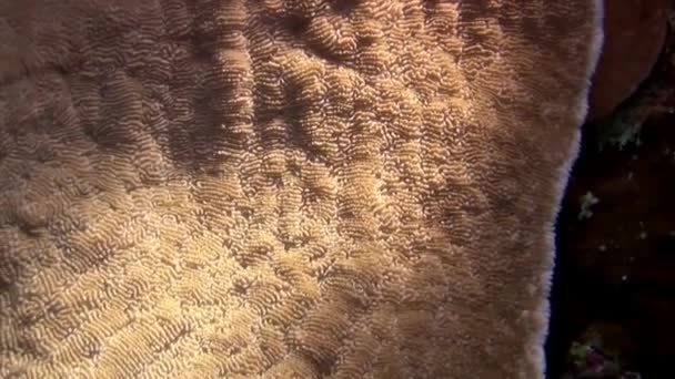 Корал Плоский Килим Кораловому Рифі Червоного Моря Однією Унікальних Особливостей — стокове відео