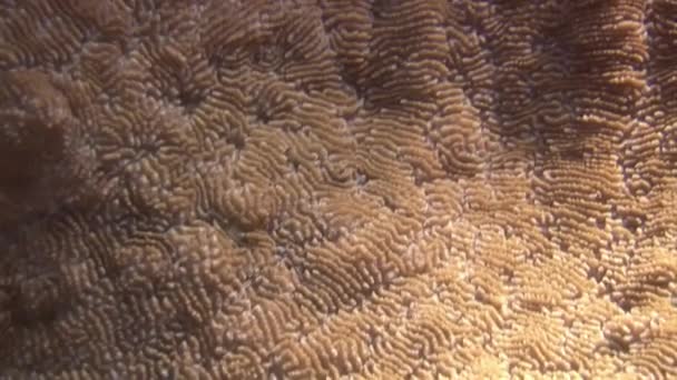 Piso Como Alfombra Coral Arrecife Coral Del Mar Rojo Una — Vídeo de stock