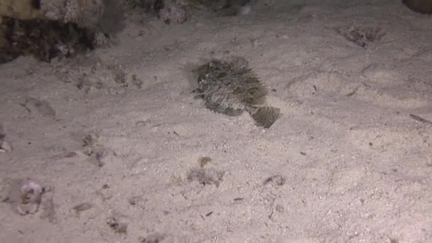紅海の海底に平らな魚 毒があり危険だだが紅海の海底には美しいライチョウがいる — ストック動画