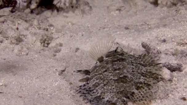 ライオンフィッシュのビデオフレームには 紅海でのフラット魚水中後に泳ぐ 毒があり危険だだが紅海の海底には美しいライチョウがいる — ストック動画