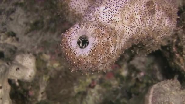海の近くの海底サンゴのキュウリ スポットシーキュウリ Spotted Sea Cucumber 熱帯の海に生息するナマコの一種である 発見された姿が特徴 — ストック動画