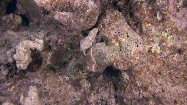 紅海の海底では ナマコのホロスリアが規定されています 発見された外観と円筒形を特徴とする 大きくゆっくりと動く海の生き物です — ストック動画