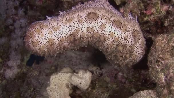 紅海の海底サンゴ礁で発見された海キュウリ 発見された海のキュウリは 硬い肌を持つ肉質の体を持っています それが移動するために使用するいくつかのチューブ足 有機物の小さなビット上 — ストック動画