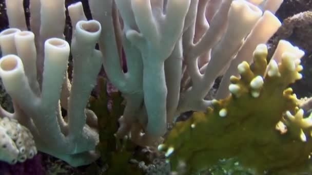 Koralowiec Rurowy Koralowiec Rurowy Morzu Czerwonym Makro Zbliżenie Rafy Koralowe — Wideo stockowe