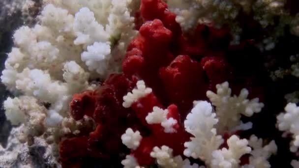 Sangat Indah Kristal Putih Dan Merah Karang Bersama Sama Laut — Stok Video