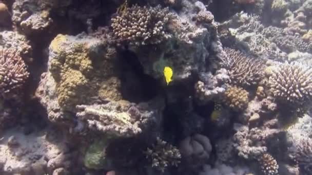 Μικρά Φωτεινά Κίτρινα Ψάρια Κολυμπούν Κοραλλιογενή Ύφαλο Στην Ερυθρά Θάλασσα — Αρχείο Βίντεο