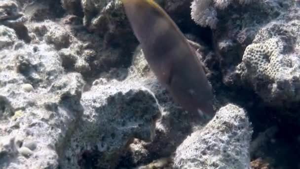 鹦鹉鱼在红海海底珊瑚的水下特写 拥有郁郁葱葱的珊瑚花园和充满活力的野生动物 令人叹为观止 — 图库视频影像